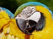 Попугаи-наркоманы терроризируют Индию: Фермеры обратились за помощью к властям