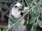 Воровство грызунов спасло пальмы от вымирания