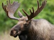 Лося внесли в Красную книгу Украины