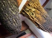 Удивительный музей пчел, побывав в котором вы полюбите мед (Фото)