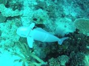 Ученые разработали уникального робота для изучения подводного мира (Видео)