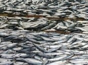 Рыба с Украины теперь будет на европейских рынках