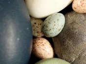 Ученые рассказали, откуда появилась окраска у птичьих яиц