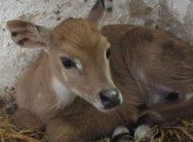 На Ивано-Франковщине задержали браконьеров 