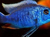 Ученые сделали неожиданное открытие о рыбах