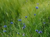 Приметы и обряды на 1 июля - Ярилин день