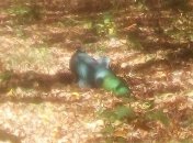 В Луганской области на двор одной из школ упала часть ракеты ЗРК "Оса"