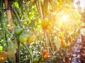 Помидоры, посаженые возле огурцов, не дадут хороший урожай