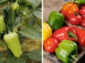 Очень важно удобрить перец в период созревания