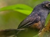 Обнаружена самая редкая в мире птица