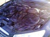 Мужчина пытался вывезти контрабандную партию кофе в капоте авто