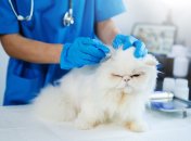 День ветеринара – дата, традиции