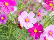 29 мая. Приметы дня