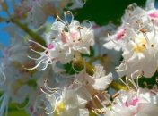 Погода в Украине 16 мая: в центре и на севере - без осадков 