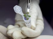 Яблуні на Місяці таки зацвітуть? Вчені з’ясували, чи можна вирощувати рослини у місячному ґрунті