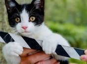 Бенедикт Камбербэтч в образе "кошачьего" художника Луиса Уэйна: первое фото