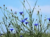 Британские ученые выяснили, что у растений есть аналог памяти 