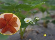 Редкая клубника