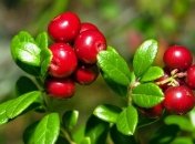 5 сентября 2015, примета дня. Брусничка для здоровья и для удовольствия