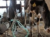 Украина увеличила производство животноводства