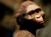 Предки человека начали ходить на двух ногах гораздо раньше предполагаемого