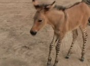 Родился экстремально редкий вид животных