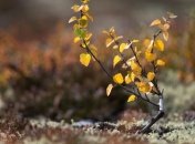 Заповеднику "Древлянский" вернут 400 га земли