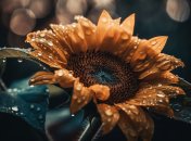 Роса 7 червня вважалася небезпечною для здоров’я дорослих та дітей