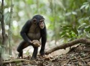 Ученые рассказали, зачем шимпанзе бросают камни в деревья