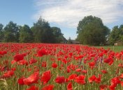 В Харьковской области найдена крупнейшая плантация мака