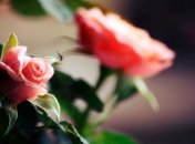 Более 10 тысяч роз высадили в столице