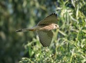 Боривитер/Игорь Червоненко