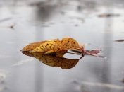 Как поднять себе настроение осенью?