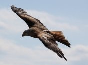 Матушке-природе еще есть чем нас удивить: самые опасные пернатые