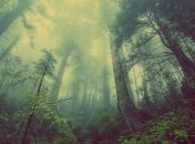 Украина запускает онлайн-карту вырубки лесов