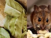 Лавровый лист можно использовать не только как специю