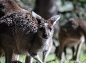 Відтепер Versace не будуть використовувати шкіру кенгуру