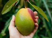 Манго можно вырастить самостоятельно даже в домашних условиях