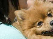 Домашние питомцы под угрозой? В Гонконге от коронавируса скончалась собака