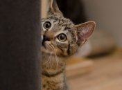 В России коронавирус впервые обнаружили у домашней кошки 