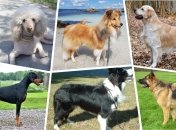 Выбрали несколько пород собак, считающихся самыми умными