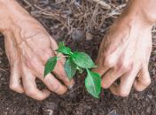 Чем подкормить рассаду перца