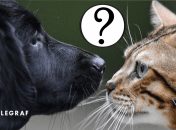 Собака и кот