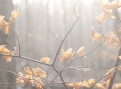 Антициклон господствует над Украиной