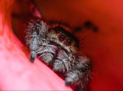 Какой сегодня праздник - День памяти епископа Поликарпа Смирнского