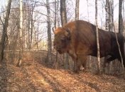 Как сейчас выглядит животный мир в окрестностях Чернобыльской АЭС (Фото)