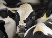 РФ вводит ограничения на ввоз украинского мяса и молока