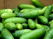 Чем подкармливать огурцы