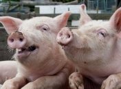 Китайские хирурги успешно пересадили человеку часть глаза свиньи