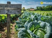 З садівництвом пов'язано багато прикмет  (зображення створено за допомогою ШІ)